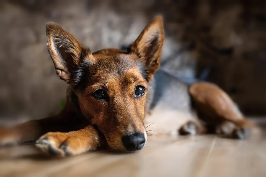 犬が伏せている様子